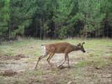 14840 Short Cut Road - Photo 2