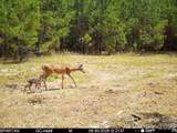 14840 Short Cut Road - Photo 4