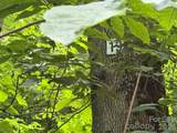 Lot 19 Iga Trail - Photo 1