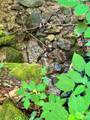 75 Fork Creek Road - Photo 18