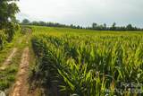 TBD Sandbar Road - Photo 19