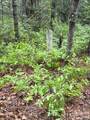 FR16 Opossum Path - Photo 8