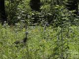 TBD Paint Fork Road - Photo 12