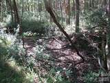 25 Ac Brandon Road - Photo 4