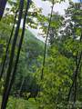 108 Tenderfoot Trail - Photo 9