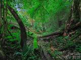 000 Cove Mountain Road - Photo 1