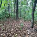 106 Red Mulberry Drive - Photo 1