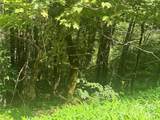 84 Goldenleaf Road - Photo 2