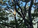 102 Big Ridge Road - Photo 4