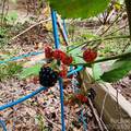 220 5th Street - Photo 37