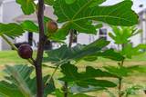 9022 Evercrisp Lane - Photo 24