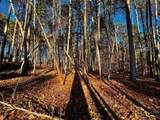 129 Hunt Camp Trail - Photo 1
