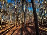 129 Hunt Camp Trail - Photo 4