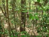 Lot 185 & 186 Weaver Lane - Photo 5