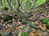 TBD Rose Creek Road - Photo 8