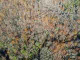 99999 Black Bear Ridge Trail - Photo 13
