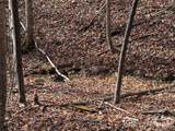 TBD Buck Mountain Road - Photo 6