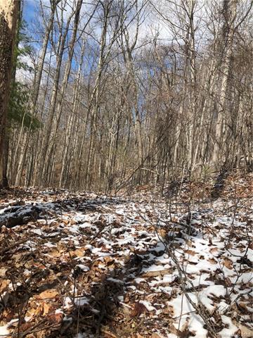 000 Catbrier Lane - Photo 1