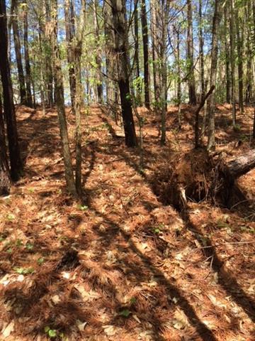 5138 Hurricane Hill Road - Photo 1