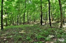 00 Cedar Lane - Photo 1