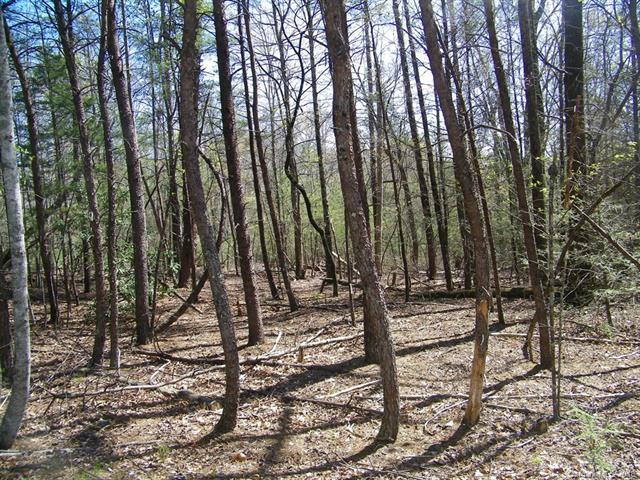 LOT 217 Quail Ridge Road - Photo 1