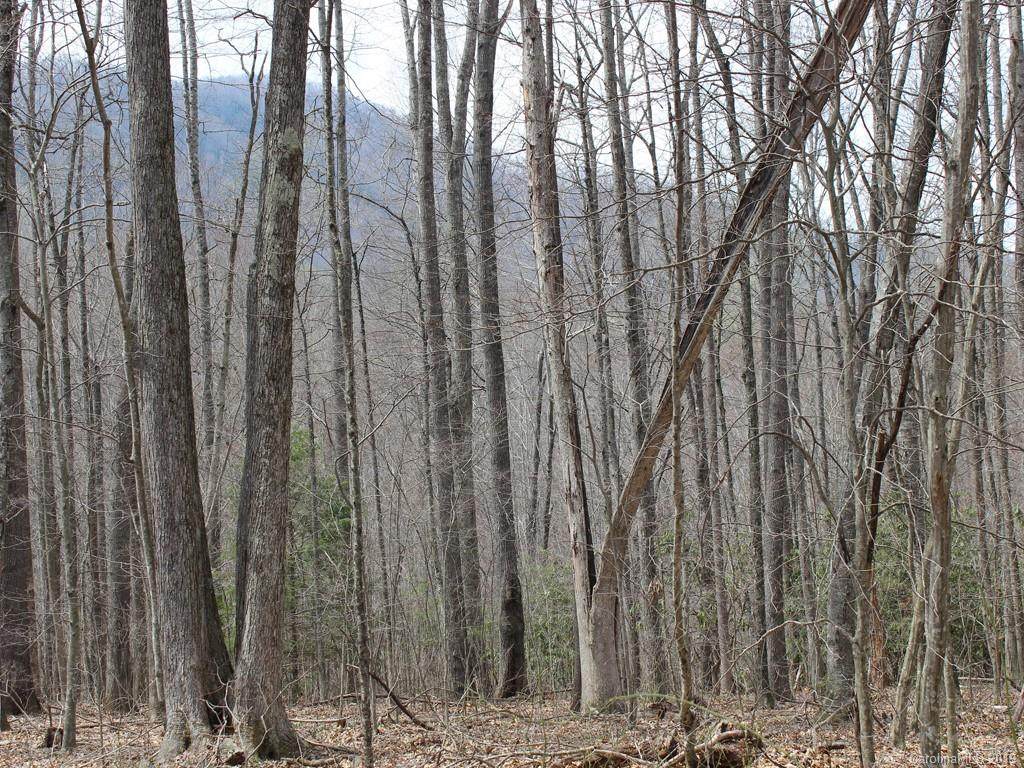 00 Wooded Valley Lane - Photo 1