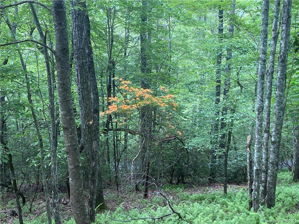 Lot 1 Sassafras Road - Photo 1
