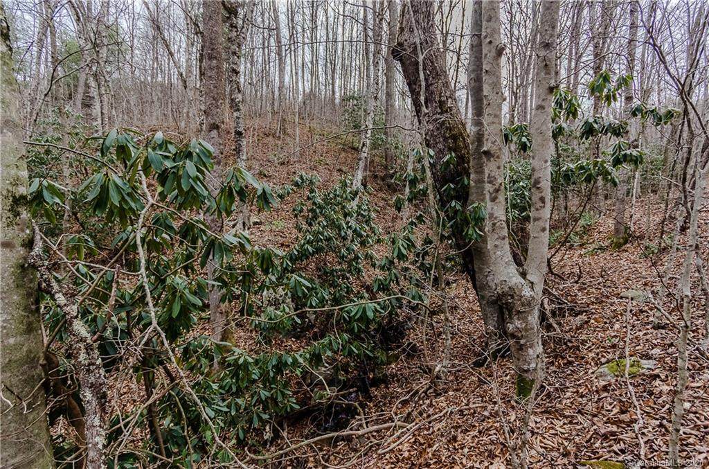 TBD Mountain Springs Road - Photo 1