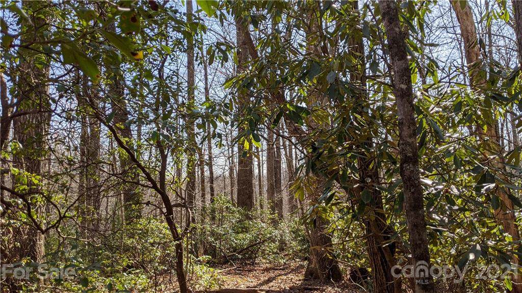 13.3 Acres on Forest Brook Drive - Photo 1