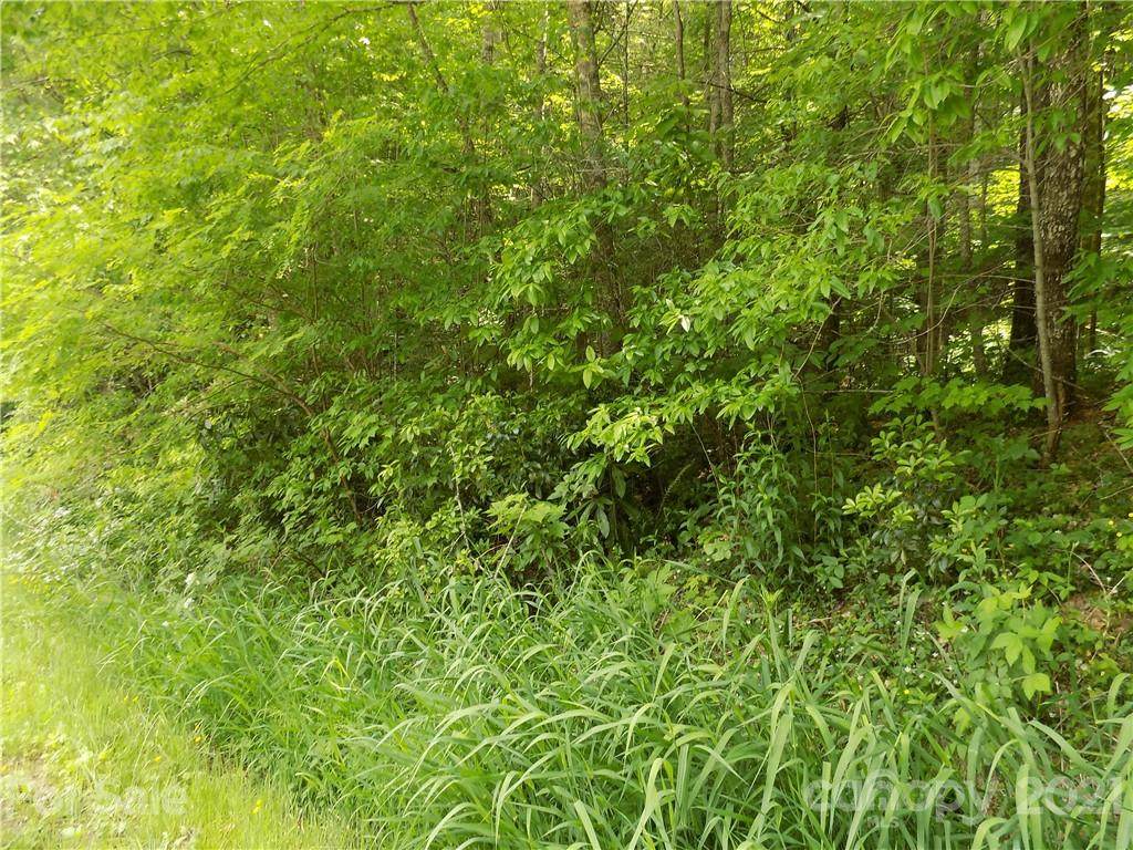 00 Laurel Branch Road - Photo 1