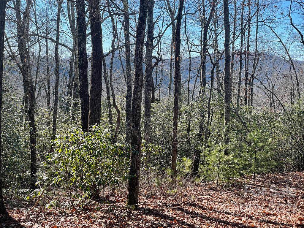 0000 Laurel Thicket - Photo 1