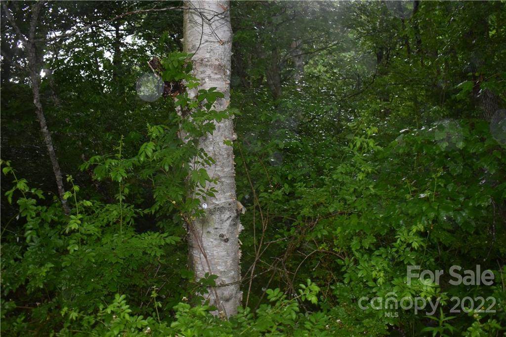 0000 Mayberry Road - Photo 1