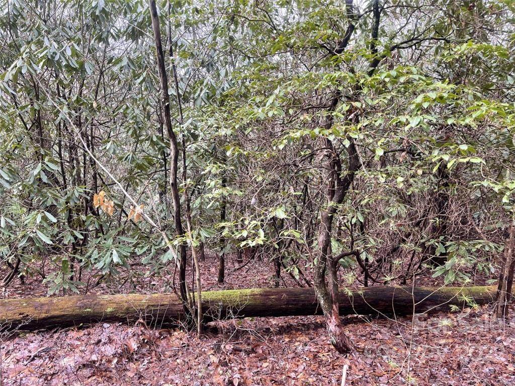 TBD Pine Cone Court - Photo 1