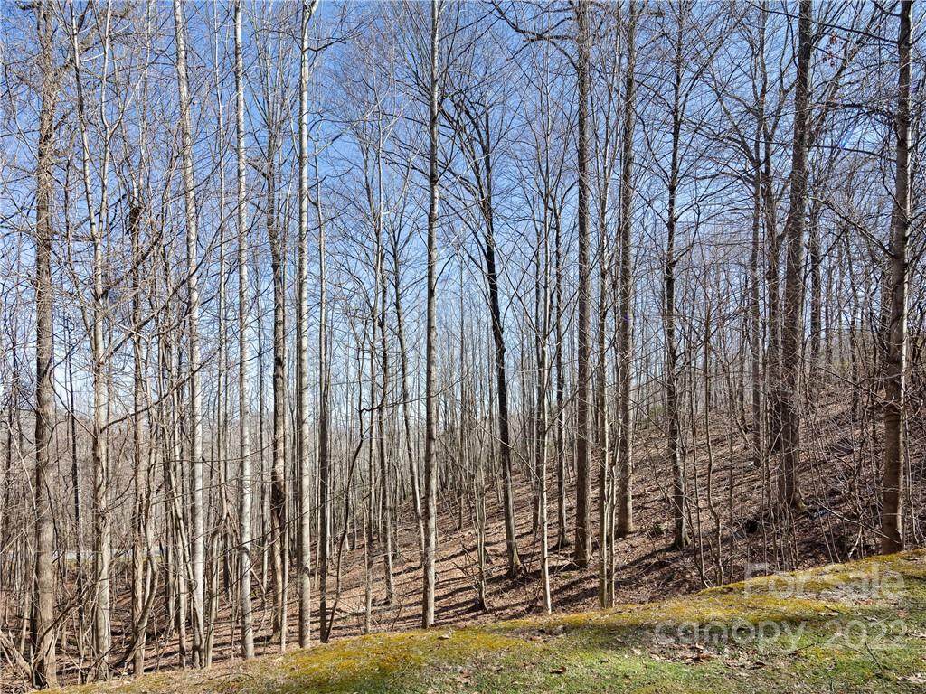 312 Boundary Tree Pass - Photo 1