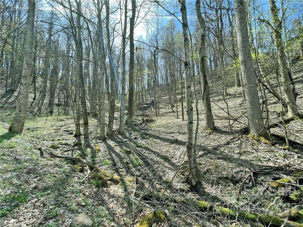TBD Buck Drive - Photo 1