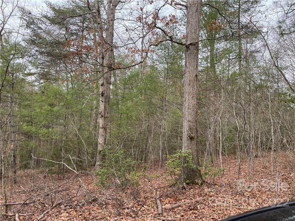 3169 Wild Dogwood Lane - Photo 1
