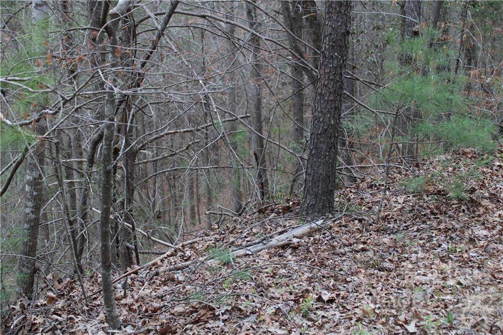 00 Wildcat Boulevard - Photo 1
