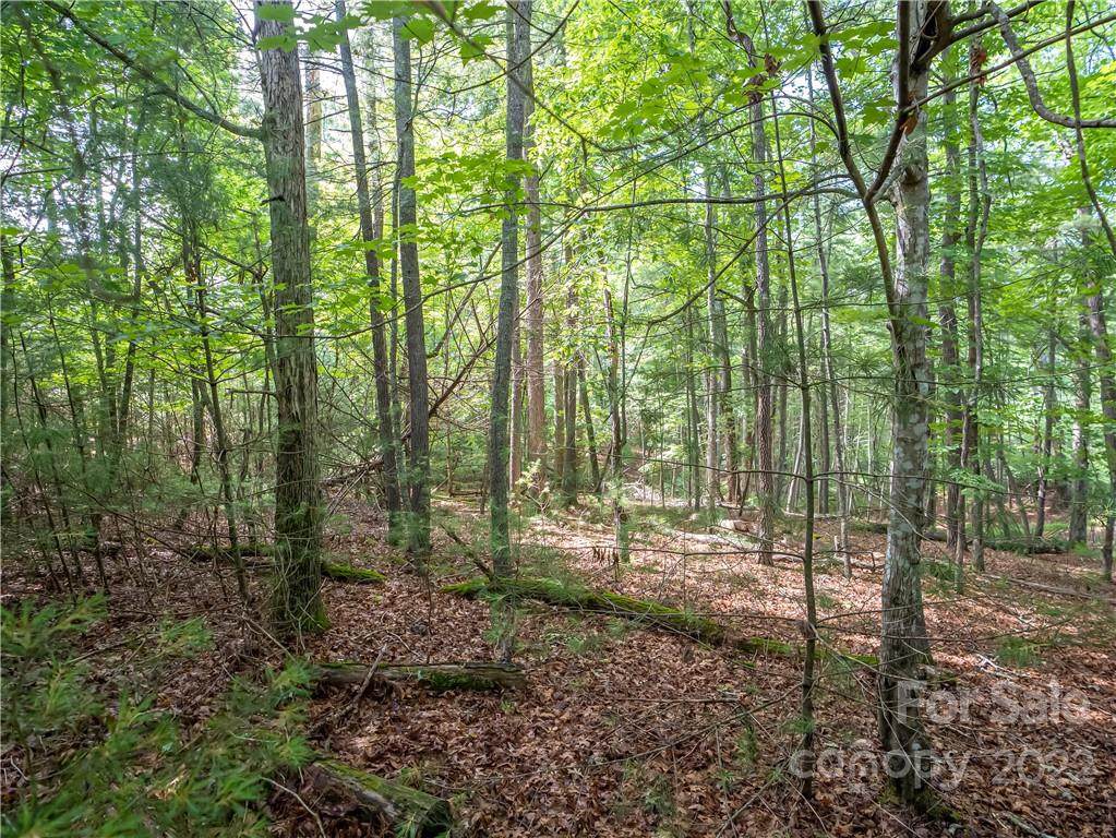 000 Cedar Hill Drive - Photo 1