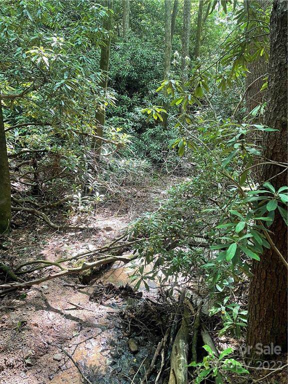 TBD Patton Mountain Road - Photo 1