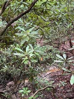 TBD Connestee Trail - Photo 1
