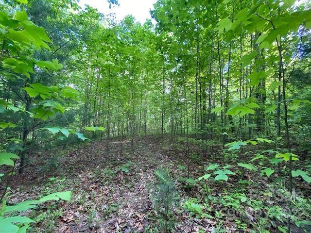 0 Forest Loop Road - Photo 1