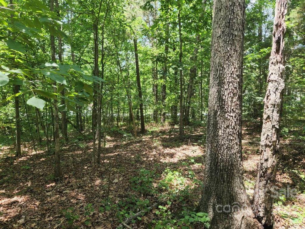 Lot 22-23 Pilgrim Forest Drive - Photo 1