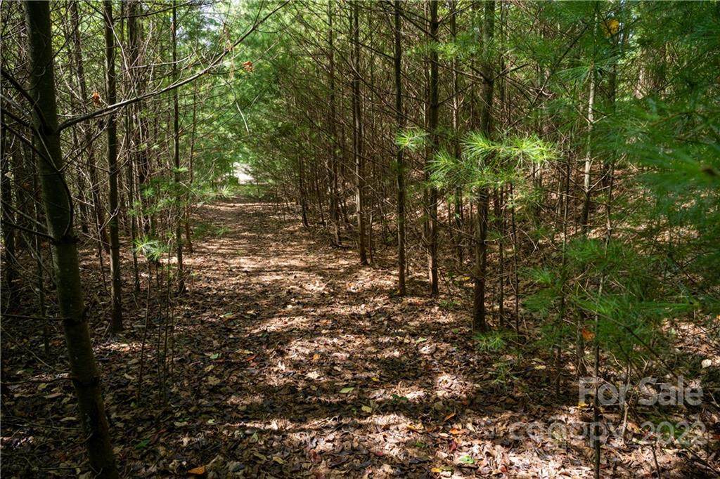 00000 Cedar Hill Drive - Photo 1