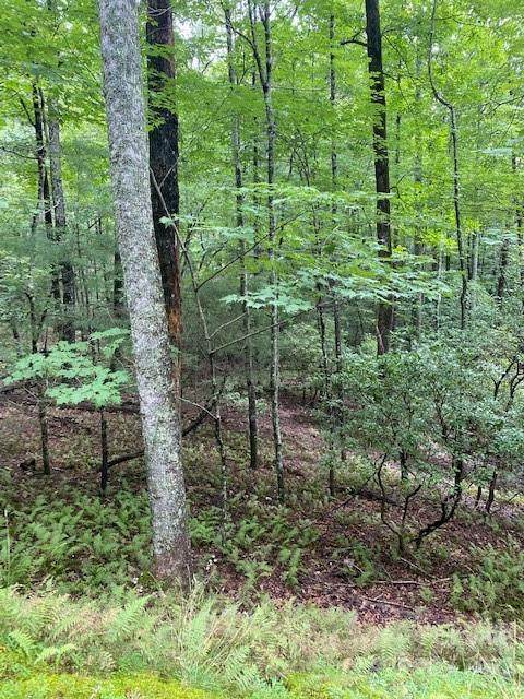 U05 L009 & L010 Junaluska Road - Photo 1