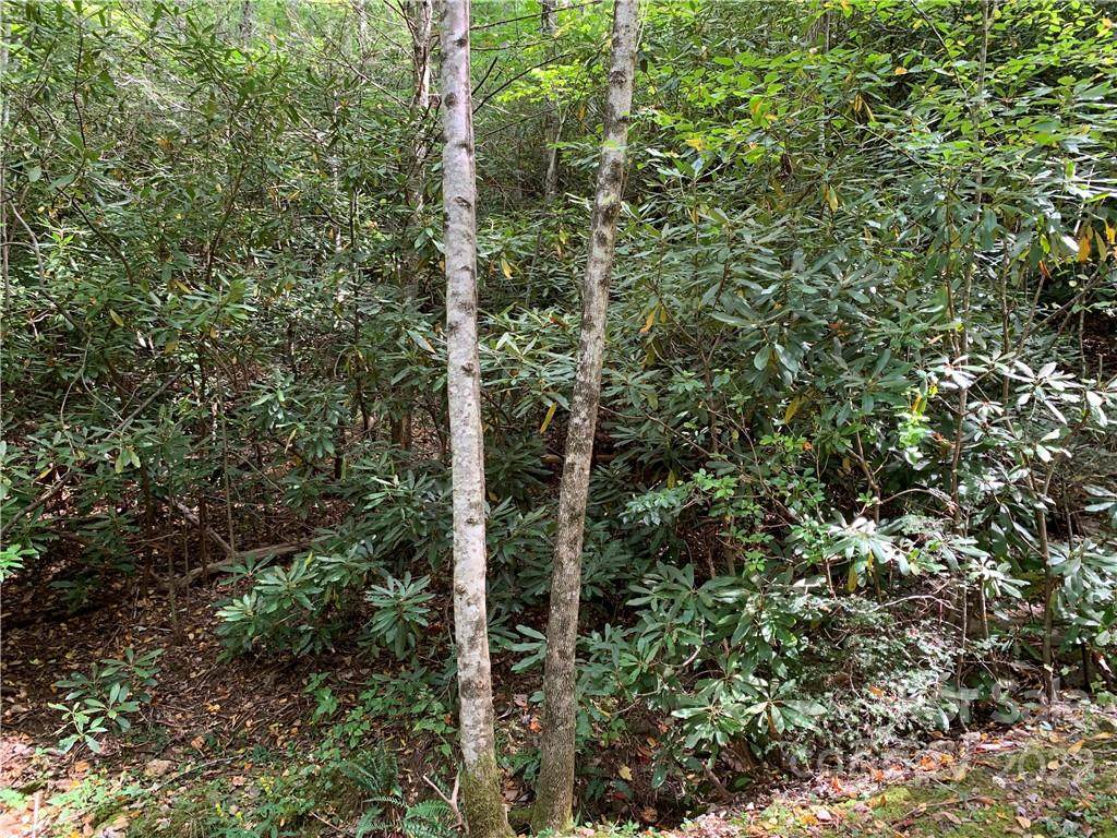 000 Big Ridge Road - Photo 1