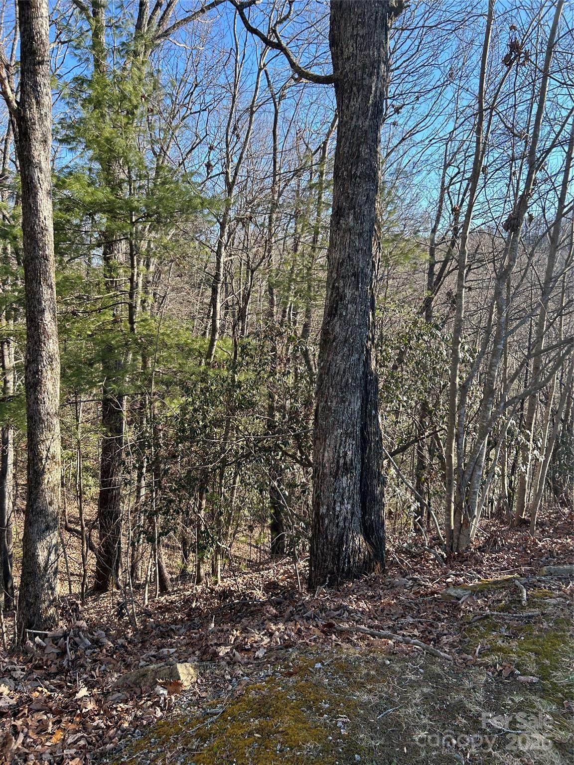 210 Thistlewynd Trail - Photo 1
