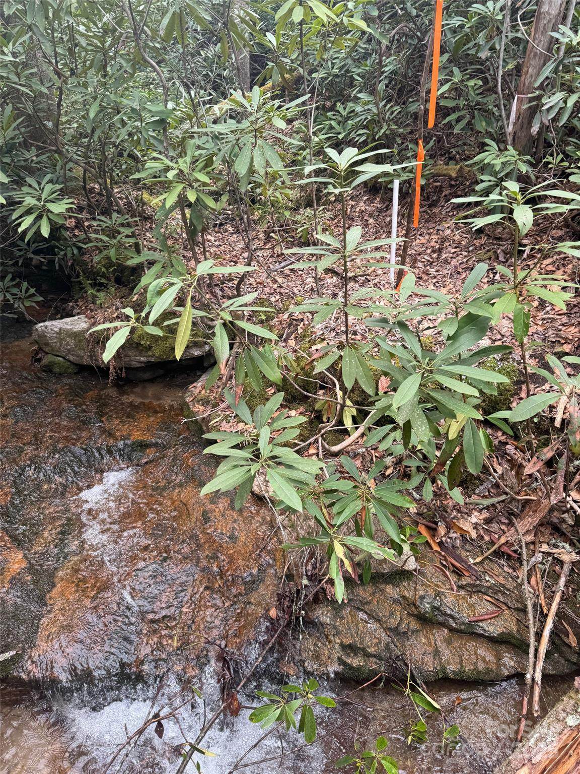 Tract A Cherrywood Lane - Photo 1