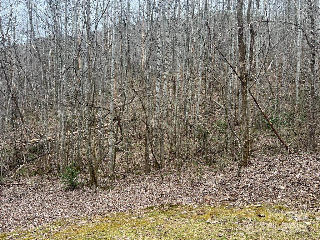 0 English Setter Trail - Photo 1