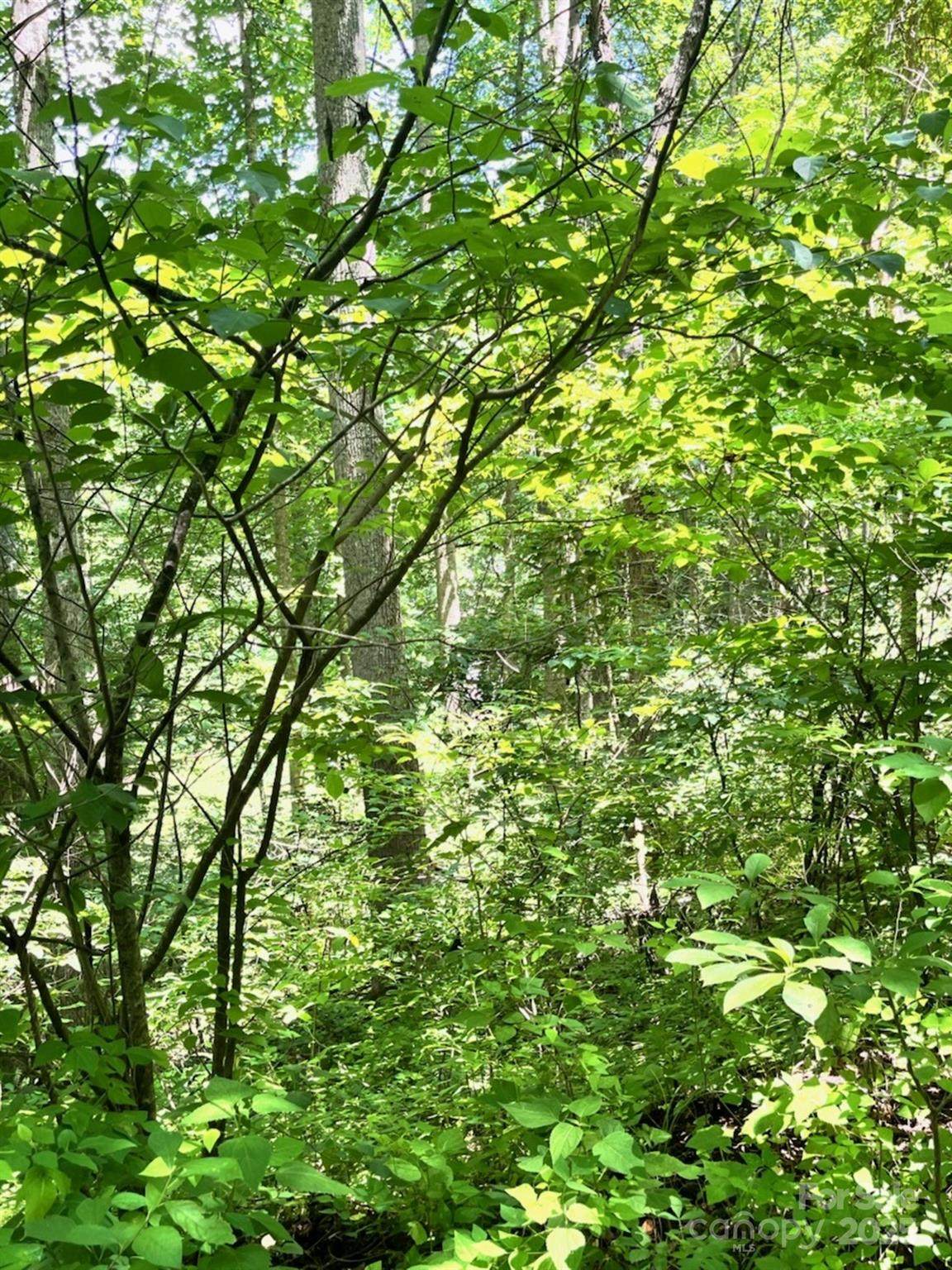 287 Indian Camp Creek Road - Photo 1