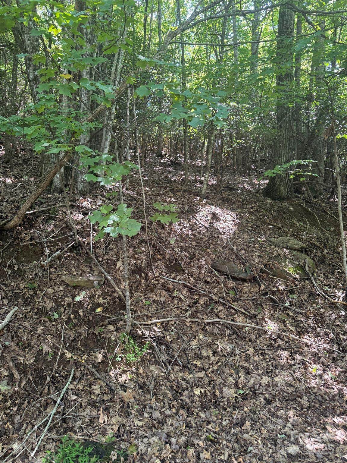 000 Wild Cherry Drive - Photo 1